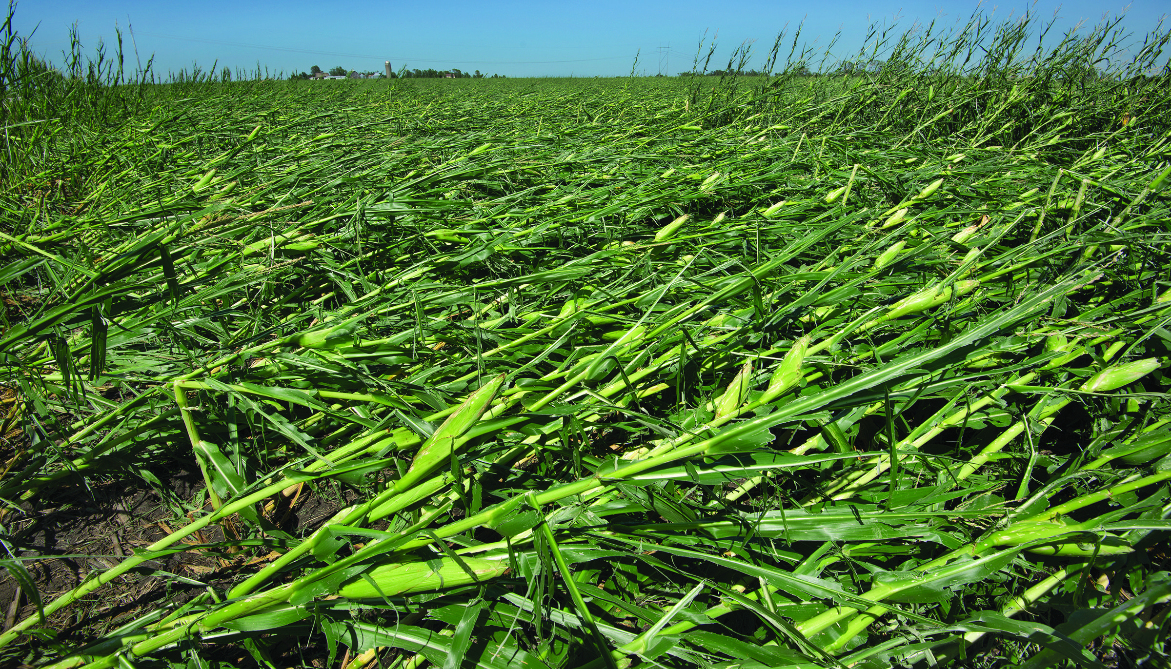 A flattened corn field